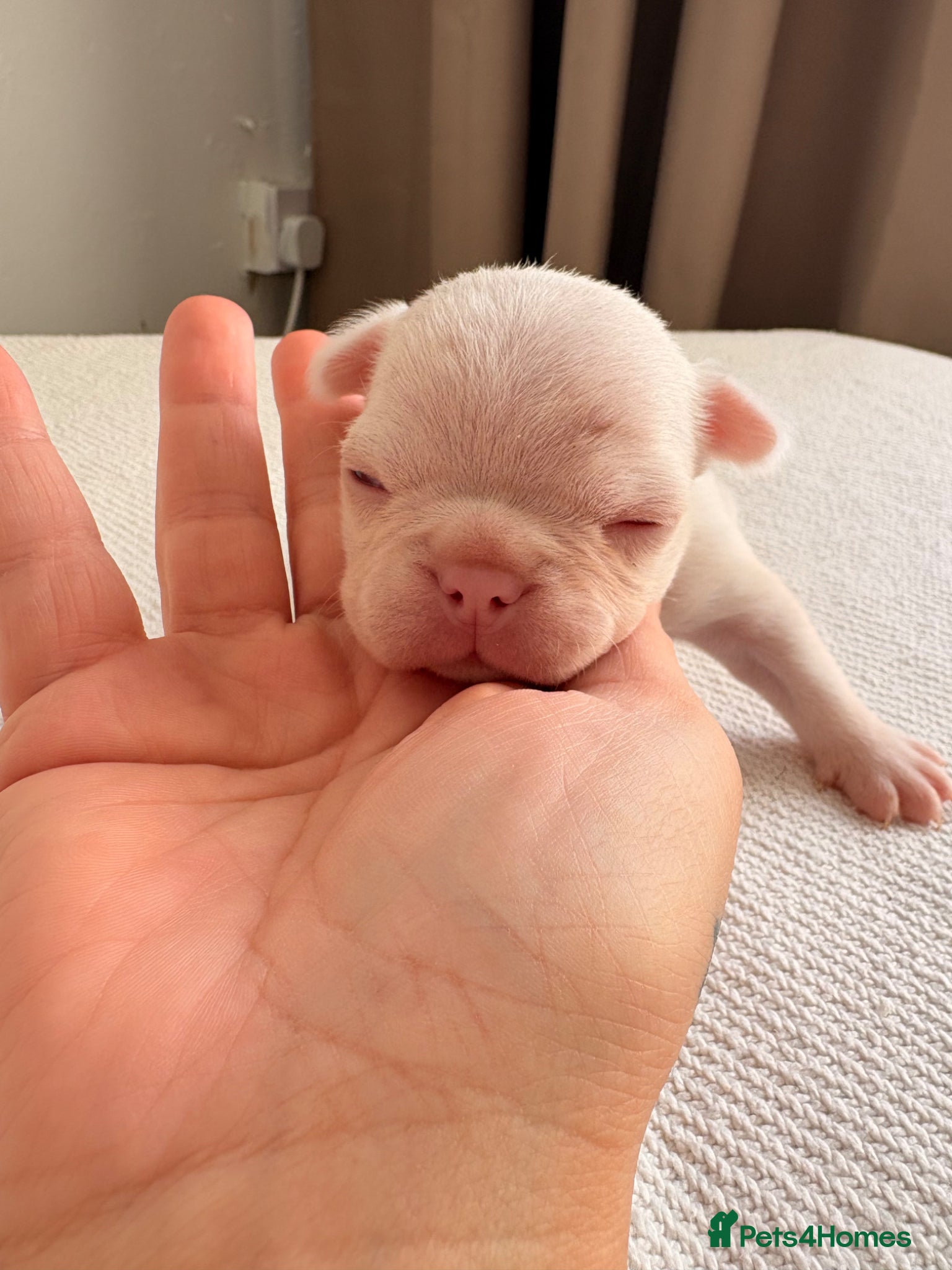 French Bulldog dogs for sale: Frenchie pups for sale! in Liverpool - Advert 9