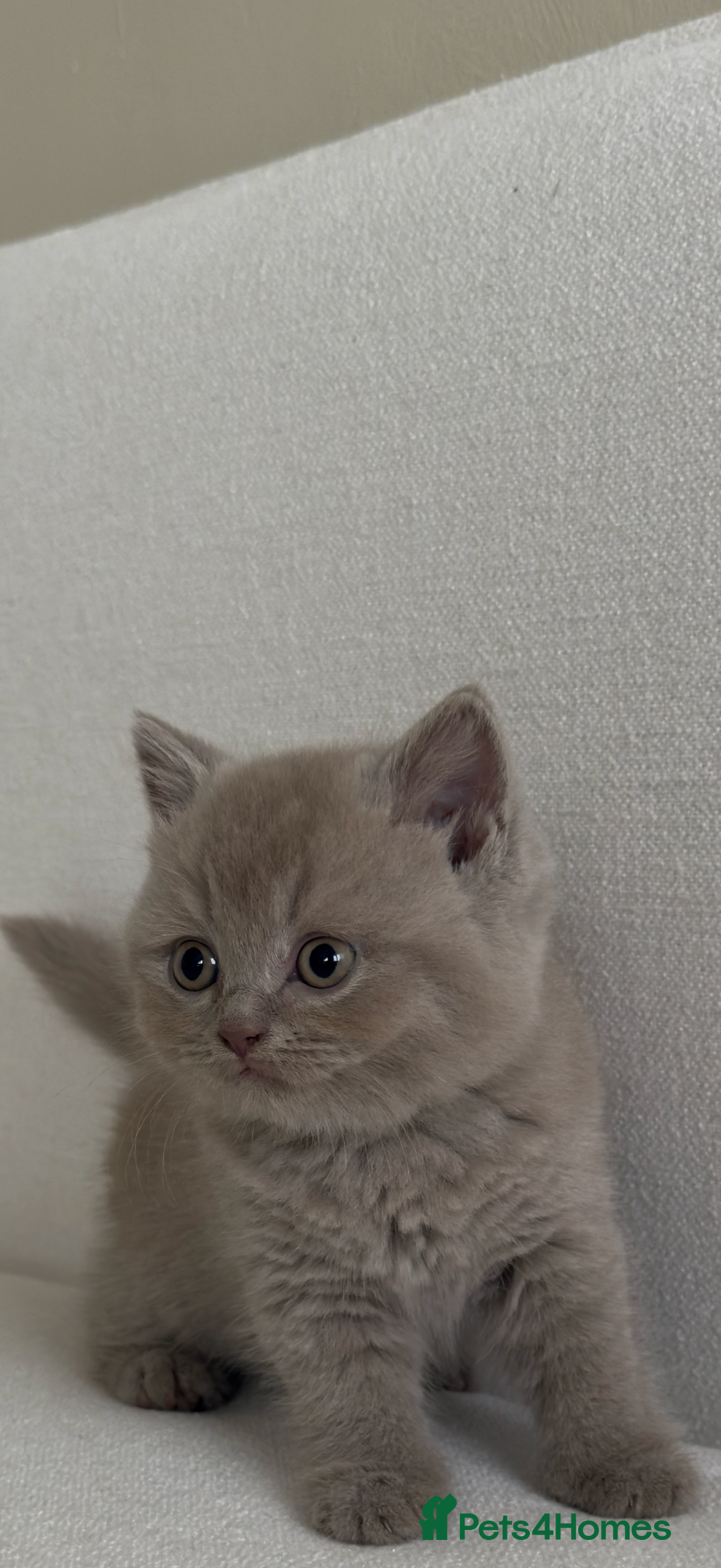 British Shorthair cats for sale: British shorthair/British longhair kittens 🐾  - Image 7