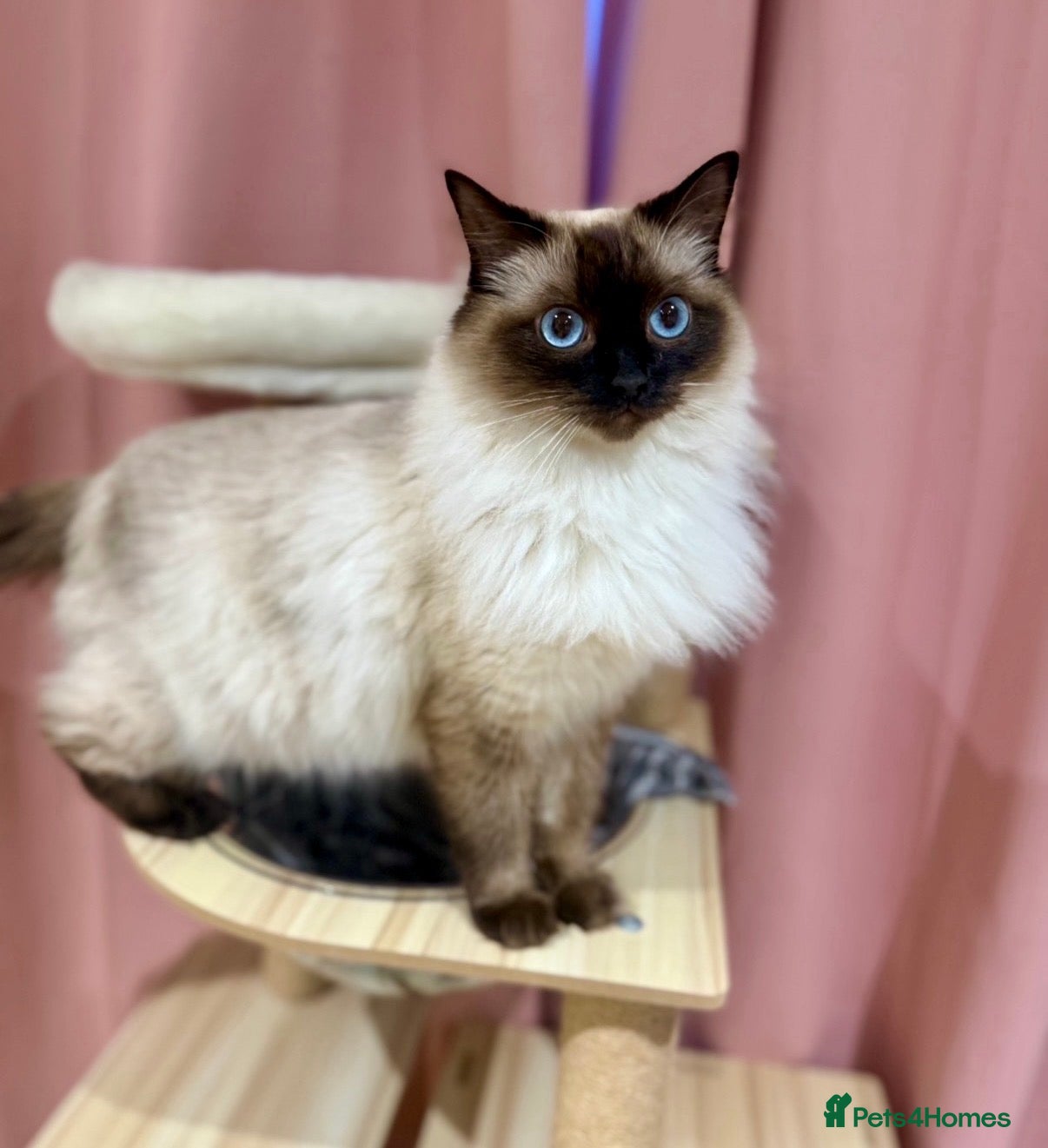 Ragdoll cats GCCF REGISTERED RAGDOLL BOY- READY NOW - Advert 1