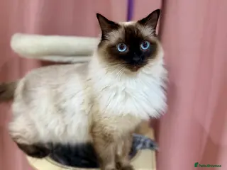 Ragdoll cats GCCF REGISTERED RAGDOLL BOY- READY NOW - Advert 1
