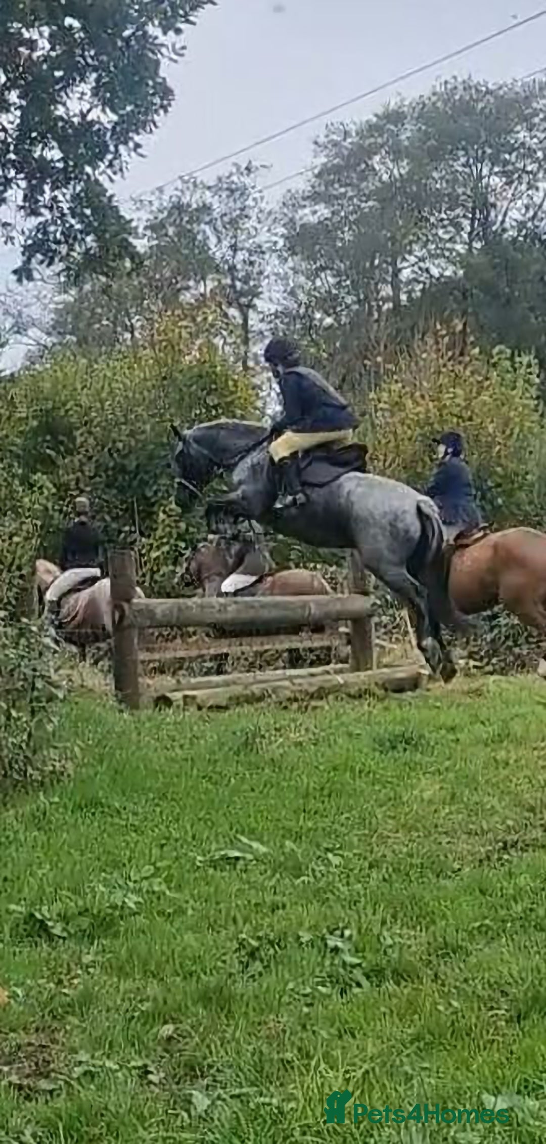 Connemara horses for sale: Storm the Jumping machine  - Image 9