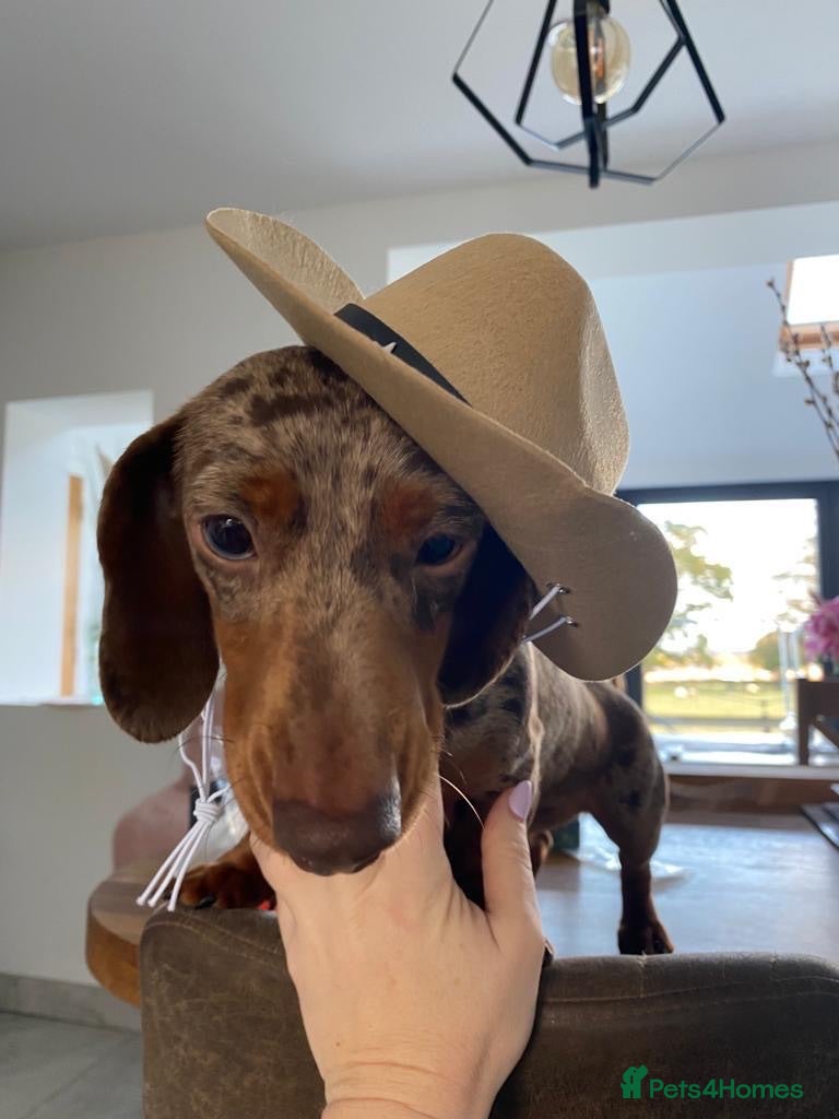 Miniature Dachshund dogs Mini dachshund Roxy - Advert 2