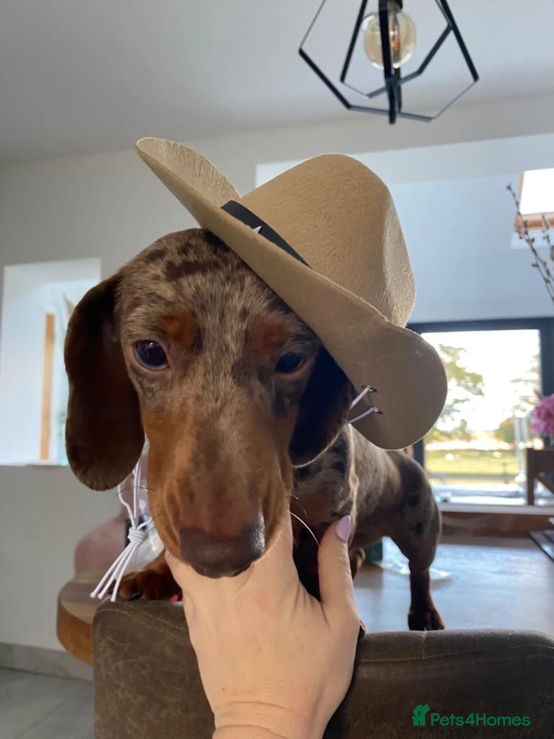 Miniature Dachshund dogs for sale: Mini dachshund Roxy - Advert 2
