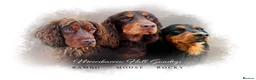 Cocker Spaniel dogs for stud: Champion bred Working cocker spaniel stud dogs  in Middlewich - Advert 2