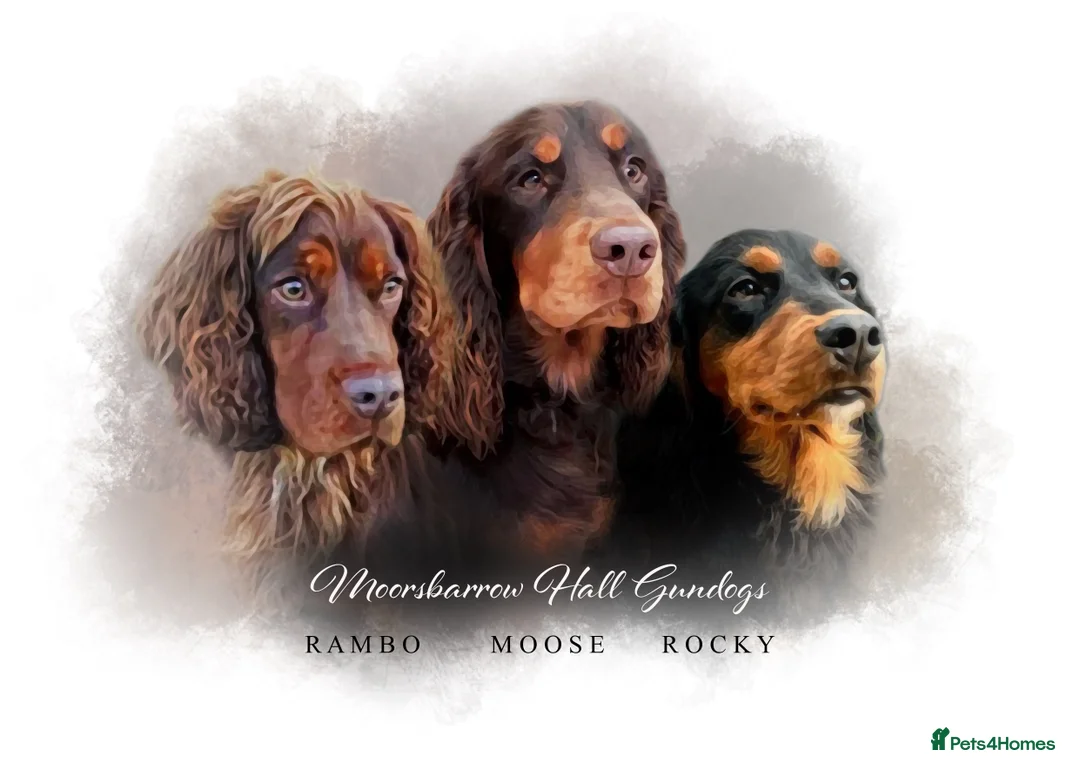 Cocker Spaniel dogs for stud: Champion bred Working cocker spaniel stud dogs  in Middlewich - Advert 2