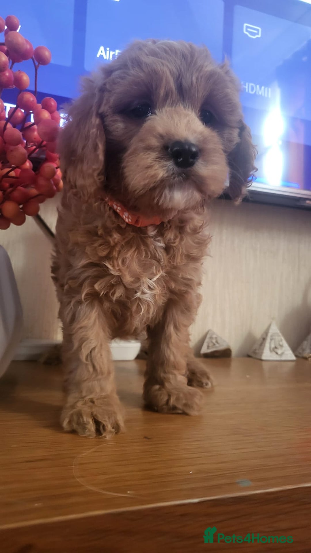 Cavapoo dogs for sale: Exquisite F1 Cavapoo Puppies - Advert 11