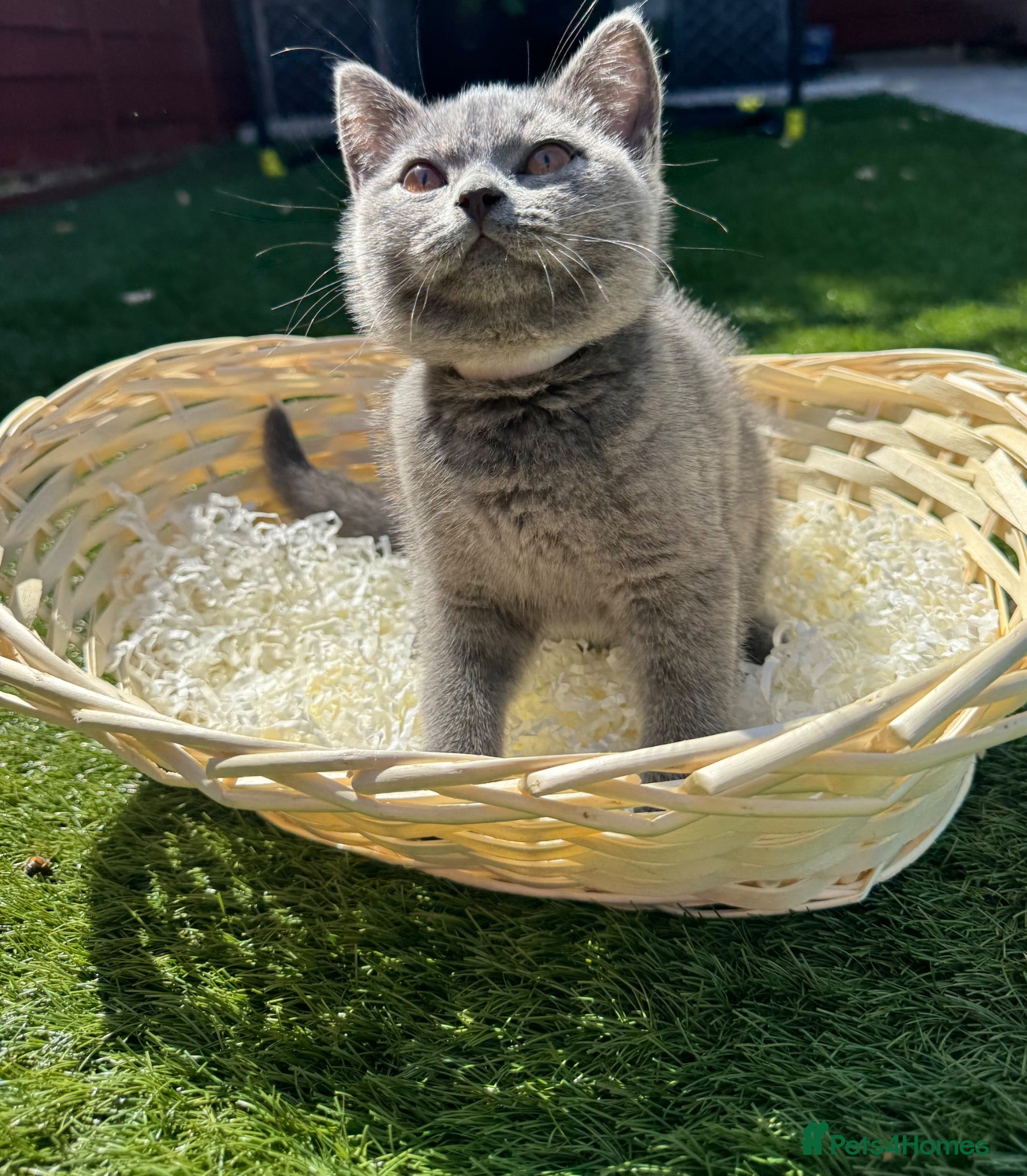 British Shorthair cats Beautiful  Blue British Shorthair Kittens  - Advert 7