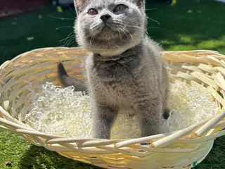 British Shorthair cats Beautiful Blue British Shorthair Kittens - Advert 7