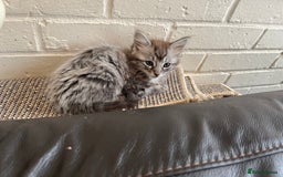 Ragdoll cats for sale: Ragcoons - Image 2