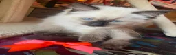 Ragdoll cats for sale: Adorable Ragdolls  - Advert 14