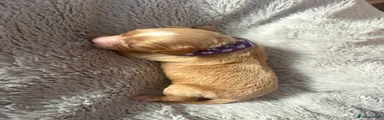 Apricot White Dot Boy Cavapoo Purple