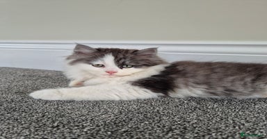 Persian cats - Advert 4