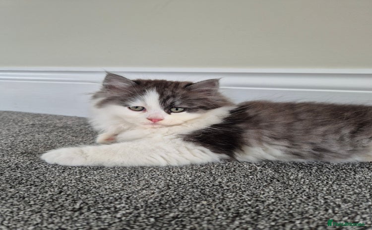 Persian cats - Advert 8