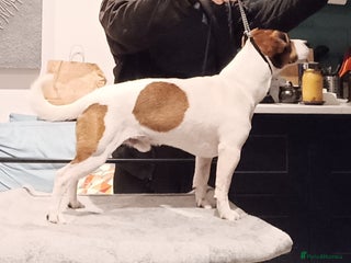 Jack Russell dogs PROVEN Jack Russell Terrier for Stud in Carshalton - Advert 12