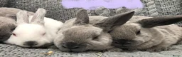 Rex rabbits for sale: Beautiful velvet mini Rex & Rex rabbits - Advert 36