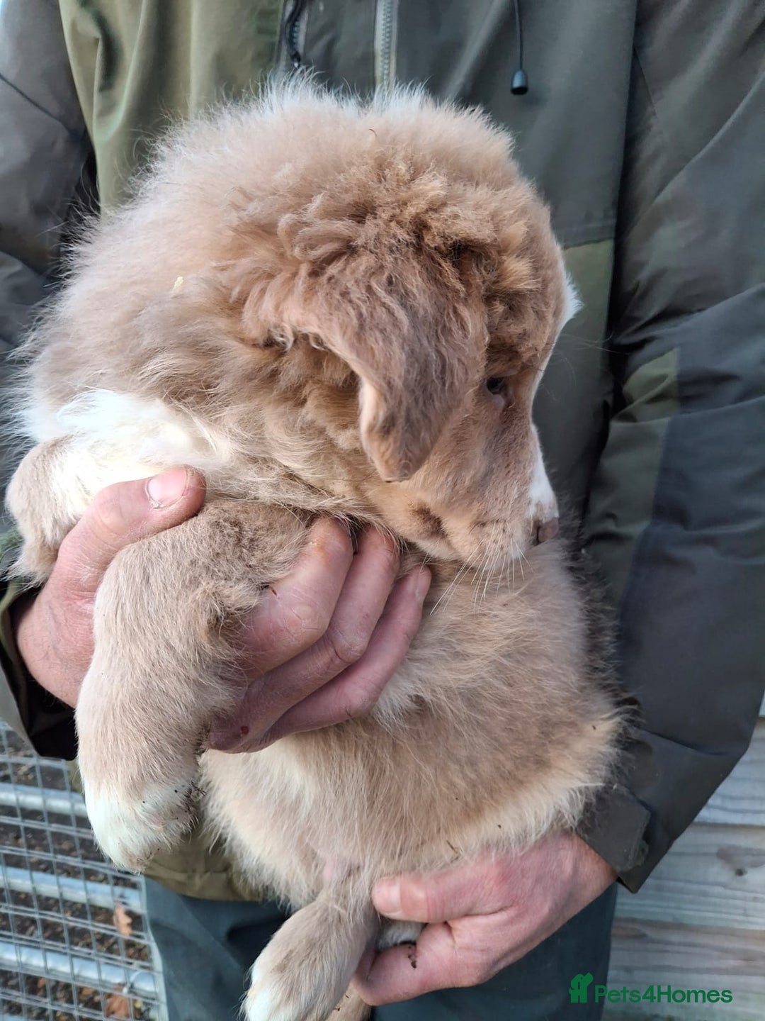 Border Collie dogs for sale: Rare sable merle long coat collie puppies  - Advert 9