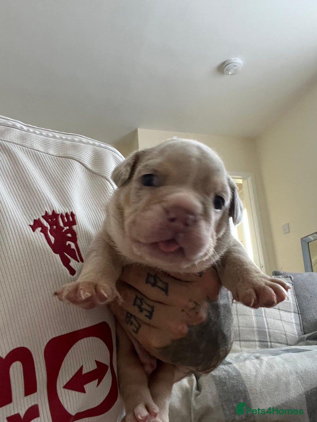 English Bulldog dogs for sale: English Bulldogs  - Image 25