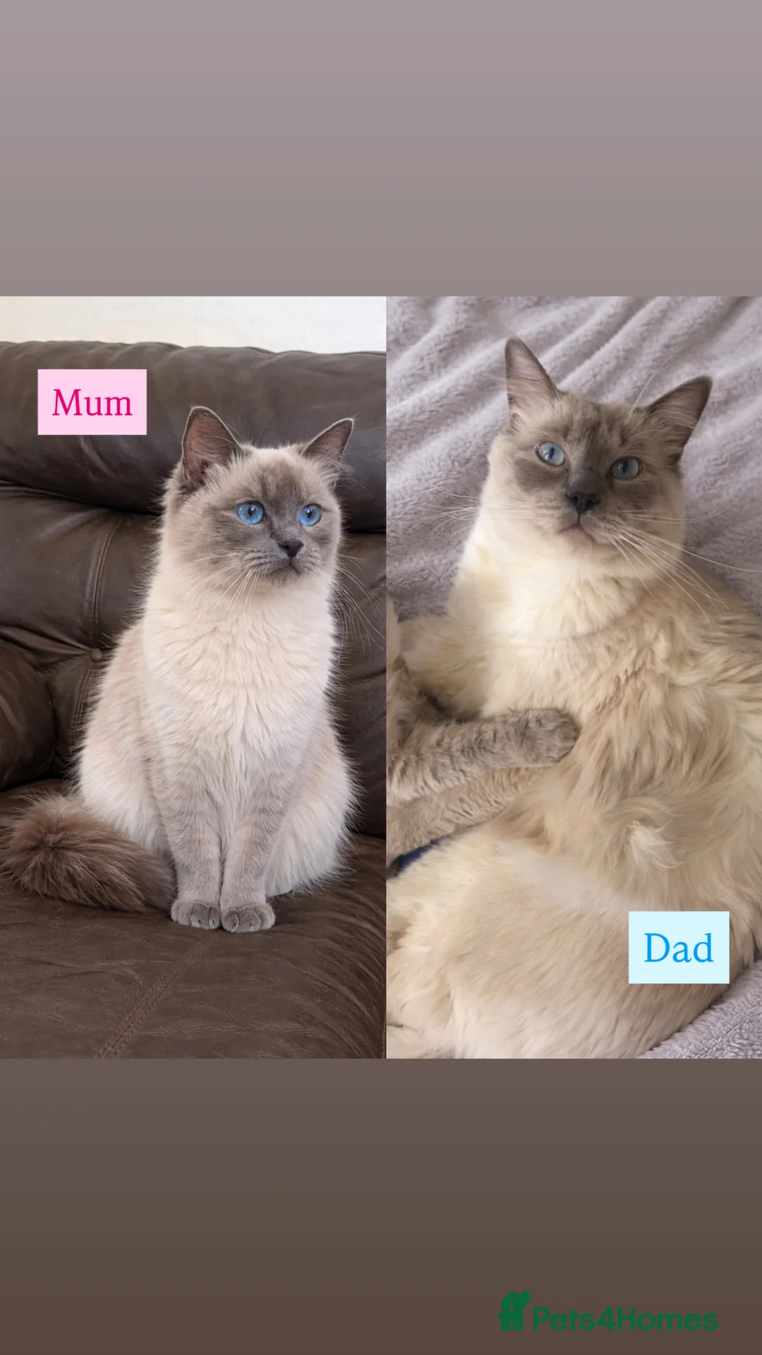 Ragdoll cats for sale: 5 Ragdoll kittens - Advert 2