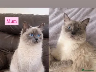 Ragdoll cats 5 Ragdoll kittens born today - Advert 15