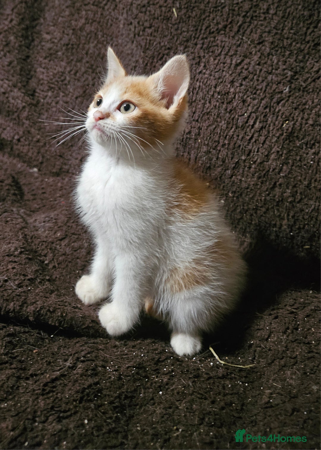 Mixed Breed cats for sale: Beautiful Kittens Available  - Advert 1