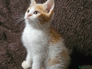 Mixed Breed cats Beautiful Kittens Available - Advert 21