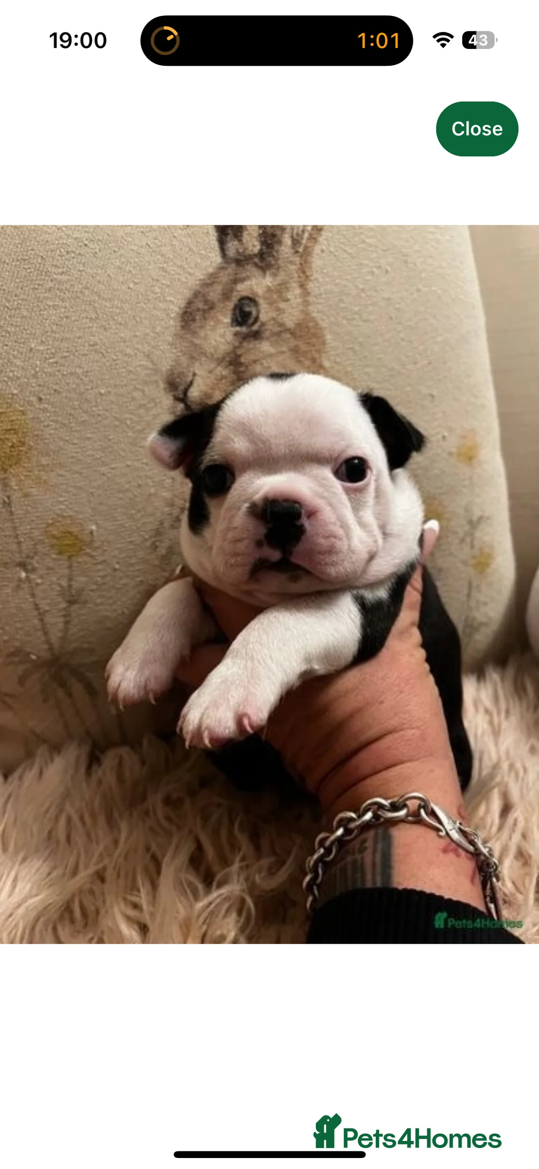 Boston Terrier dogs for stud: proven Red & White KC Boston Terrier Stud in Rye - Advert 9