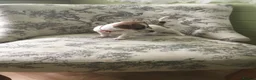 Jack Russell dogs for sale: 2 GORGEOUS JACK RUSSELL PUPS LOOKIN 4 FOREVER HOME - Advert 9