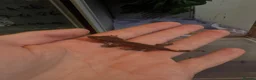 Gecko reptiles for sale: 🦎 Baby Crested Geckos Available 🦎 - Advert 6