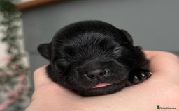 Pomeranian dogs for sale: 3 Little Girls Looking for Love! - Image 14