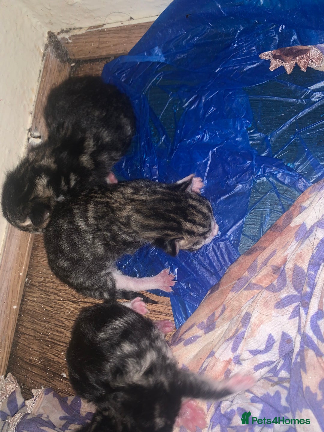 Abyssinian cats for sale: 3 kittens and the mother  - Image 2