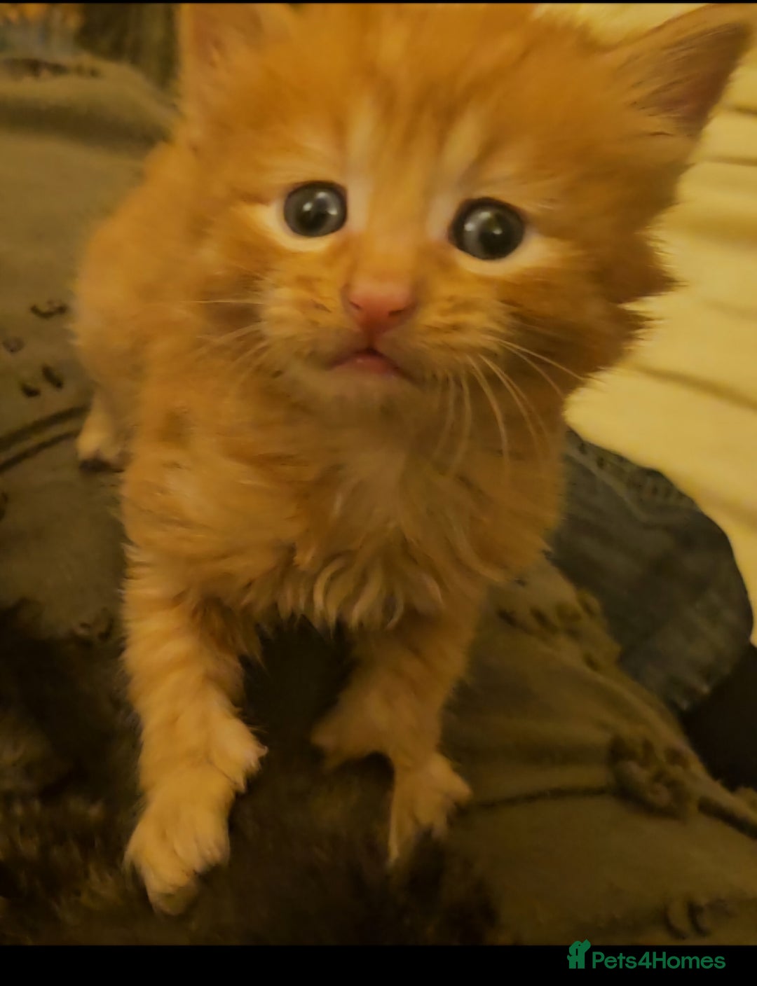 Mixed Breed cats for sale: Elven Bengal Mixes - Advert 16