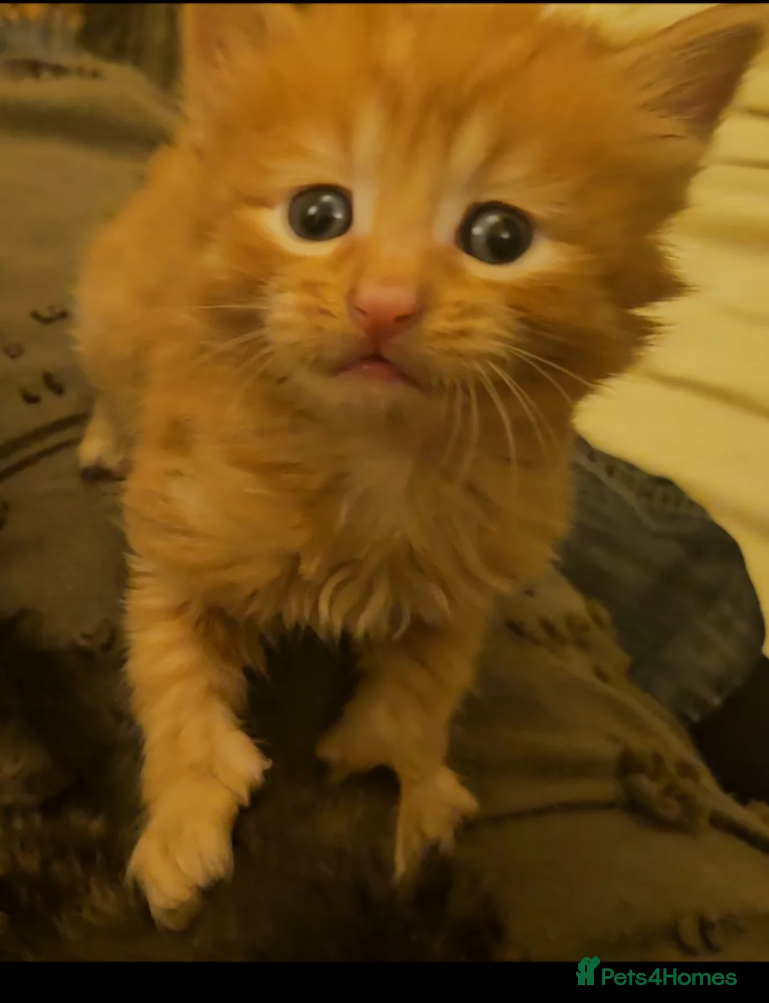 Mixed Breed cats for sale: Elven Bengal Mixes - Advert 16