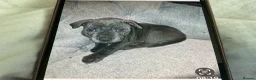 Staffordshire Bull Terrier dogs for sale: Small blue staffs in Liverpool - Advert 3