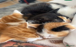 Mixed Breed cats for sale: Persian mix ragdoll - Image 6