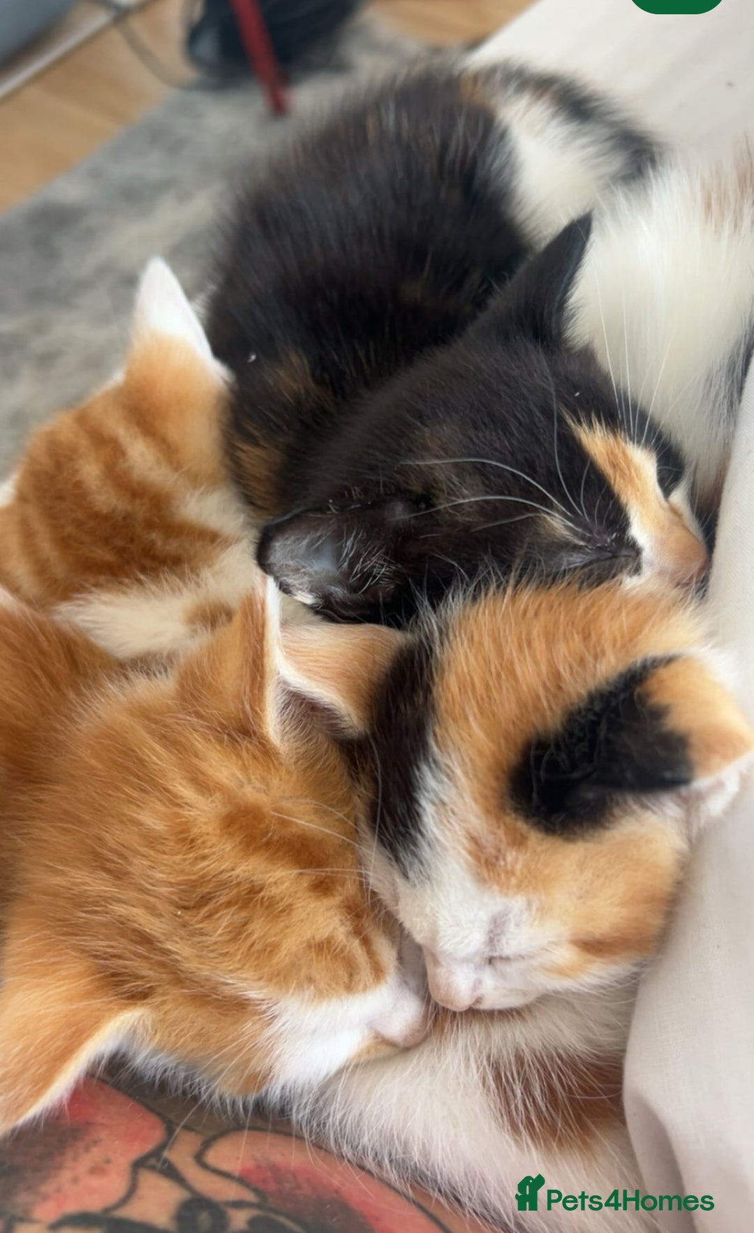 Mixed Breed cats for sale: Persian mix ragdoll - Image 6