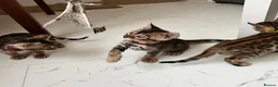 Bengal cats for sale: TICA Registered Bengal Kittens - Advert 17