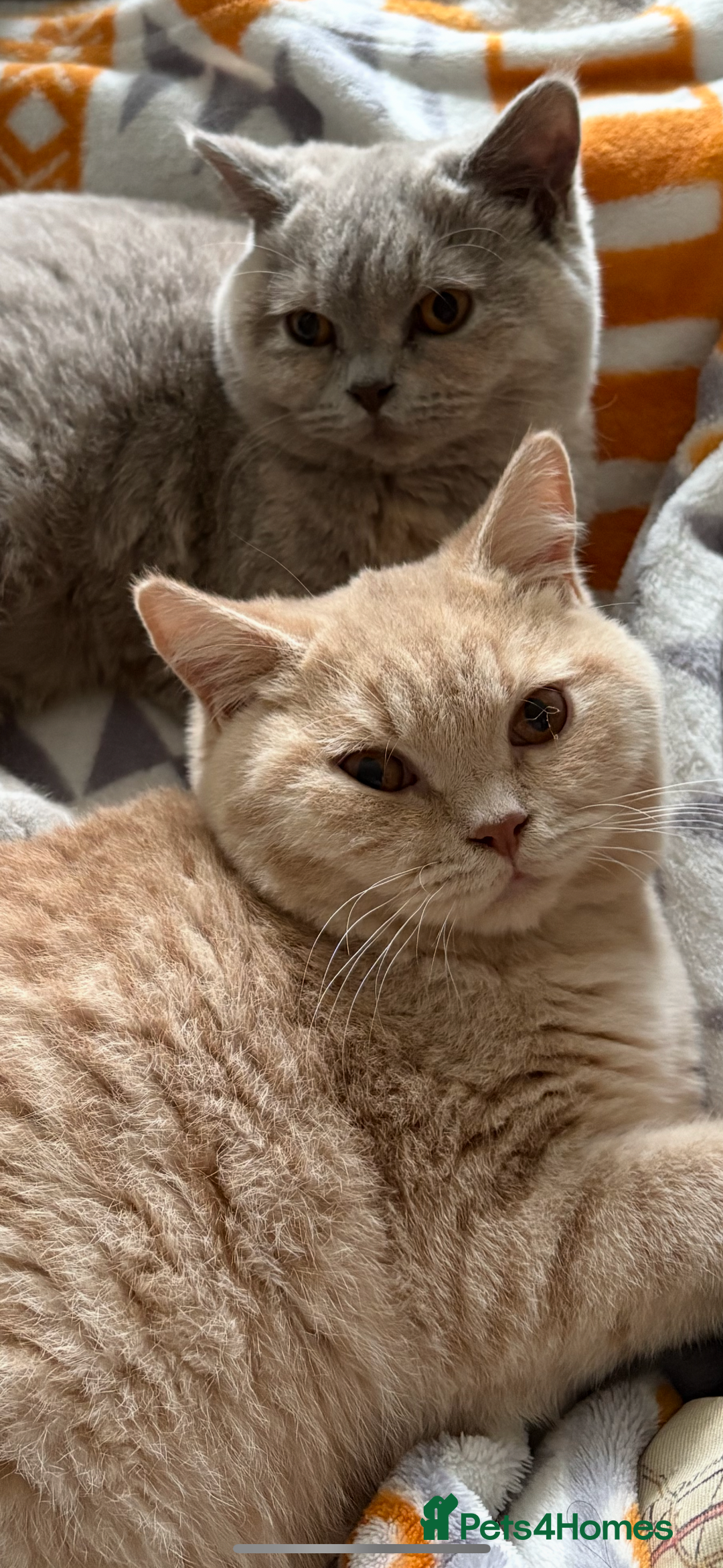 British Shorthair cats for sale: Registered British Shorthair Kittens ❤️  - Advert 13