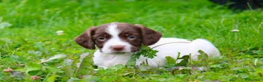 English Springer Spaniel 4