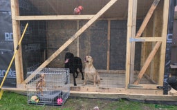 Labrador Retriever dogs for sale: 2 female labs  - Image 1