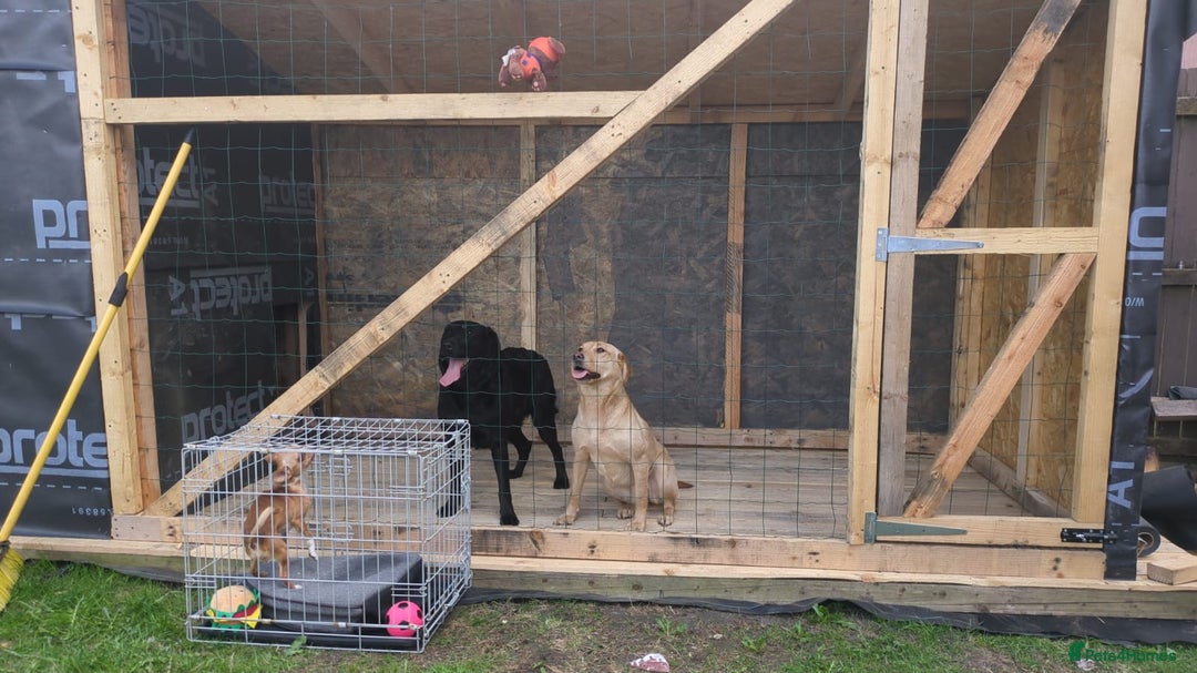 Labrador Retriever dogs for sale: 2 female labs  - Image 1