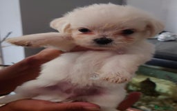 Mixed Breed dogs for sale: Shipoo x chihuahua ❤️ - Image 7