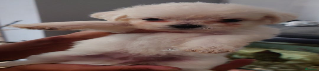 Mixed Breed Puppy 6