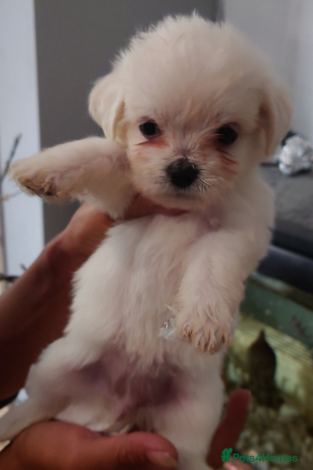 Mixed Breed dogs for sale: Shipoo x chihuahua ❤️ - Image 7