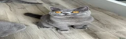 British Shorthair cats for sale: Older BSH kittens looking for their forever home🐾 - Advert 7