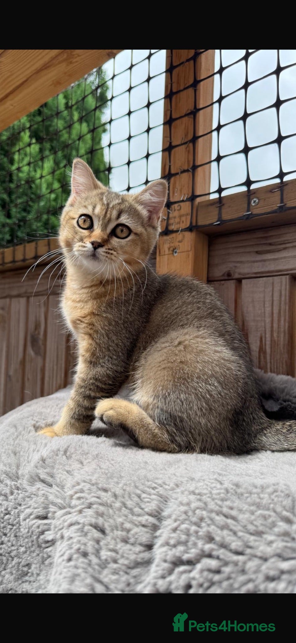 British Shorthair cats Ready to go!!! - Advert 17
