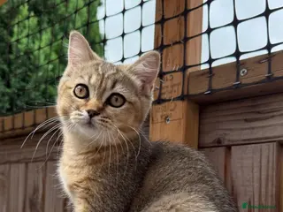 British Shorthair cats Ready to go!!! - Advert 17