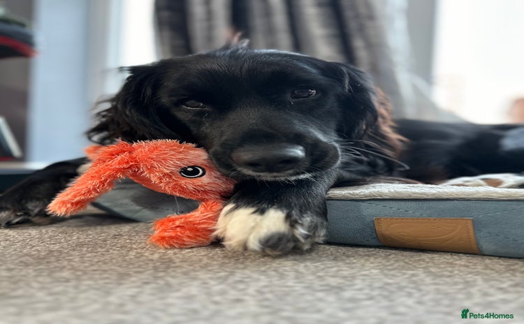 Mixed Breed dogs Sprocker spaniel cross female - Advert 1