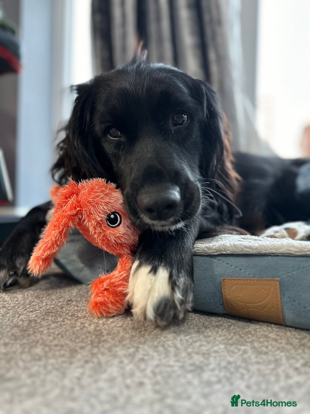 Mixed Breed dogs for sale: Sprocker spaniel cross female - Advert 1