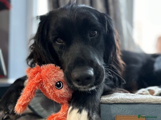 Mixed Breed dogs Sprocker spaniel cross female - Advert 1