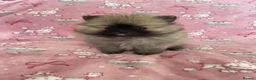 Pomeranian dogs for sale: KC reg Beautiful Teddy bear Pomeranian girls - Advert 9
